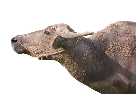 Buffalo has mud stick length white background.