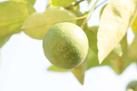 Green lemon in garden, image vintage lemon green,の写真素材