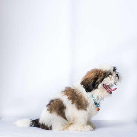 Dog shisu on white background, The dog sat facing forward,の写真素材