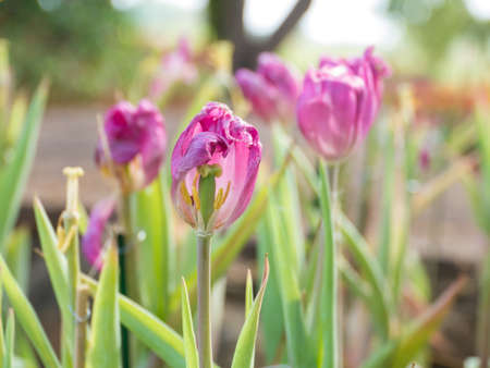 Tulips in garden on bokeh background,の写真素材