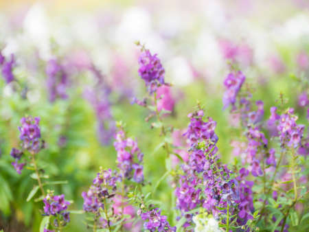 purple flower background,の写真素材