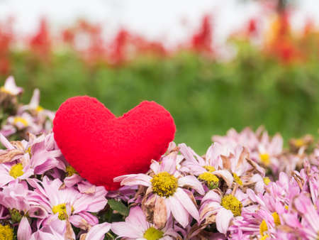 Red heart on pink flower background,の写真素材