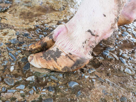 Nail cow on the ground on a farm.の写真素材