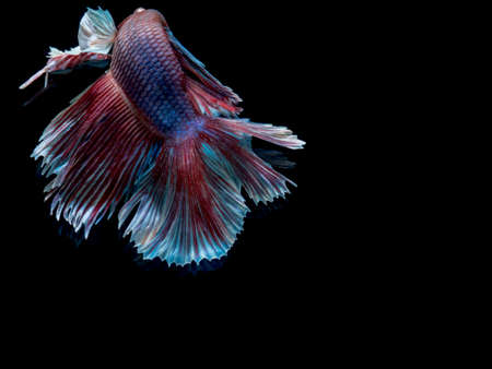 Beautiful fish on black background,の写真素材