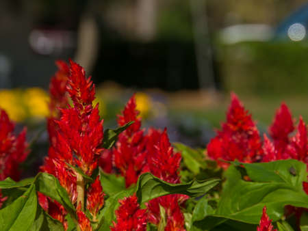 red flower background, blurred flower background,の写真素材