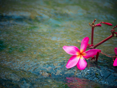 Purple Color Plumeria on water background,の写真素材