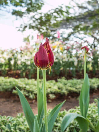 Red tulip dry out on garden background,の写真素材