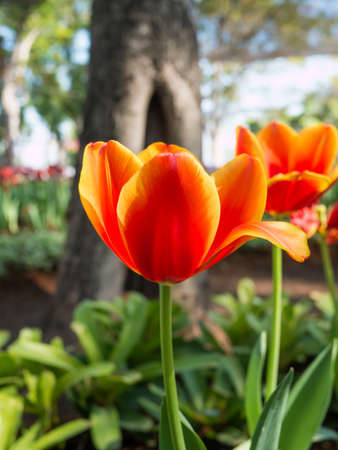 Orange beautiful tulip flower in garden,