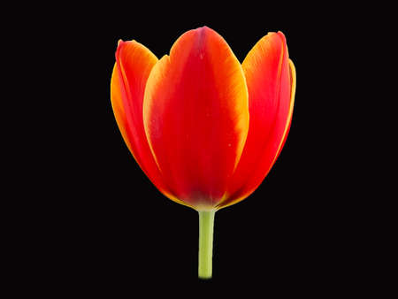 Orange tulip on black background,の写真素材
