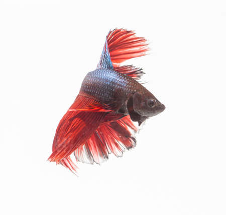 The moving moment of white siamese fighting fish