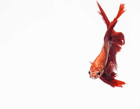 Red fish on white background,