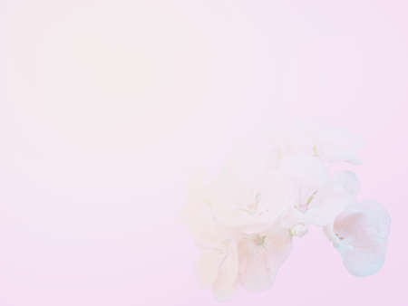 Abstract beautiful flower background.の写真素材
