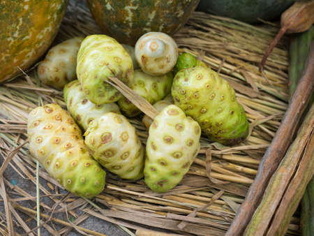 Close up morinda citrifolia linn.