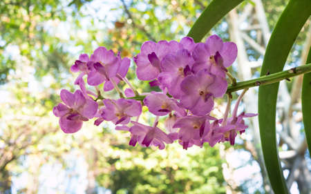 Orchids flower on bokeh background.