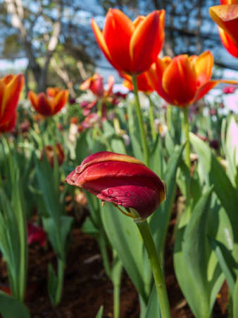 Red tulip on garden, sunlight impact to tulips
