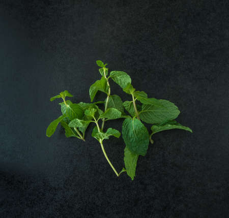 Green mint on black background,の写真素材