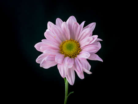 chrysanthemum in vase with hand made on black backgroundの写真素材