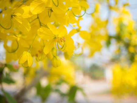 Yellow flower background, blur flower background,の写真素材