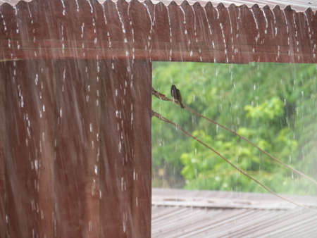 Blur rain and roof iron background, Rain on the roof, blured small bird in roof,の写真素材