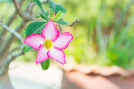 Pink Impala Lily flowerの写真素材