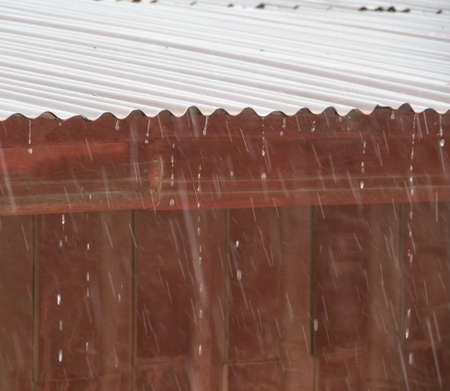 Rain on the roof, blured small bird in roof,
