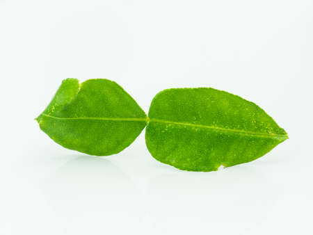 kaffir lime leaves on white background,の写真素材