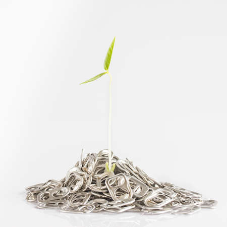 Seedlings in pull aluminium on white background,の写真素材
