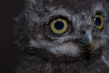 Spot owl on green grass and black backgroundの写真素材