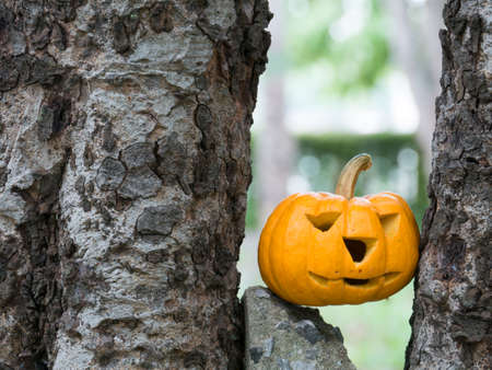 Holiday pumpkins and decorations. Pumpkin on trees and bokeh background,の写真素材