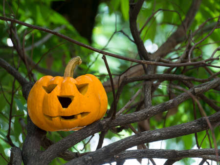 Holiday pumpkins and decorations. Pumpkin on autumn street. yellow pumpkin on tree.の写真素材