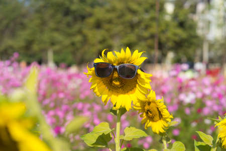 sunflower and sunglass on blurred flower in garden backgrouond,の写真素材