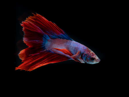 Red fish on black background,
