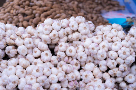 Heads of garlic in drying inside a stall in a typical Italian farm that respects quality and traditions.の写真素材