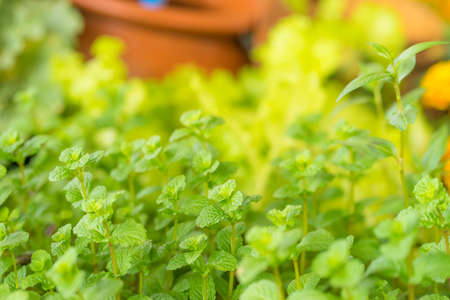 Closeup Shoot Fresh Green Peppermint Plant Mentha piperita Background.の写真素材