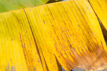 Abstract leaf banana blurred background,の写真素材