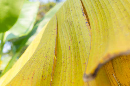 Abstract leaf banana blurred background,の写真素材
