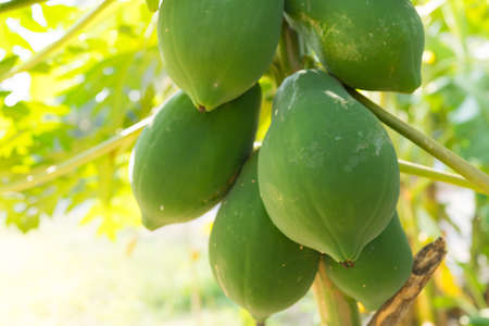 Closeup to raw fresh green papaya on the tree.の写真素材