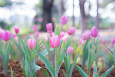 Beautiful Pink tulips in garden