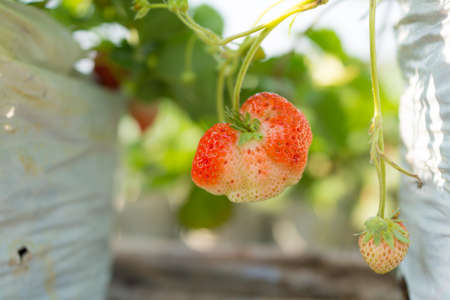 Raw Strawberry on tree and blurred flower background,の写真素材