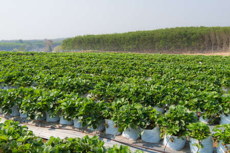 Agriculture farm of strawberry field, area for scientific research in the fields of biotechnology.の写真素材