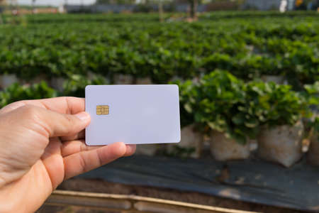 White card in hand on blurred strawberry farm background,の写真素材