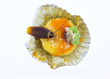 Top view image Cockroach in cup cake on white background,