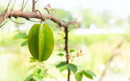 Raw star apple in the tree,の写真素材