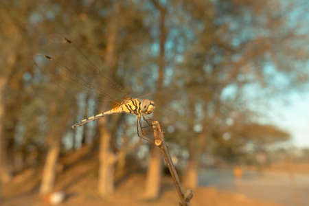 Dragonfly on a branch with retro image,の写真素材
