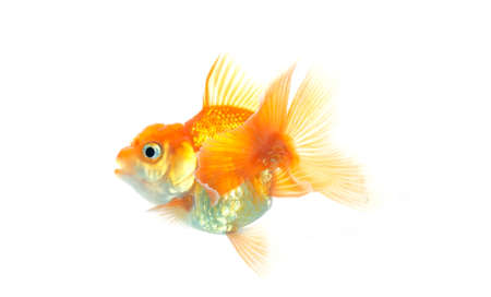 Gold fish on white background,の写真素材