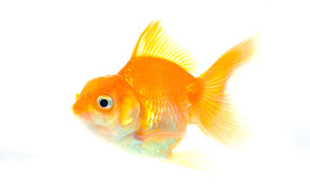 Gold fish on white background,