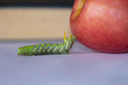 Worms and apples on blurred retro a book background,