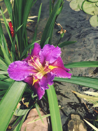 Purple Water Irisの素材