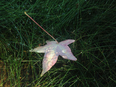 Leaf in grass covered in dew drops.