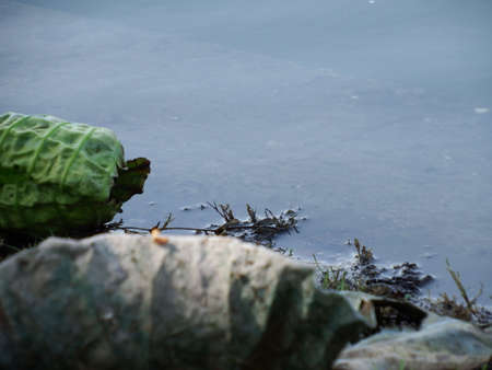 Dry leafの写真素材